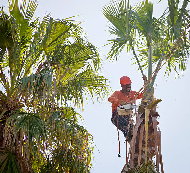 Reliable Waterville, ME Tree Care Services Solutions